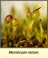 Microbryum rectum, Upright Pottia