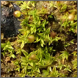 Microbryum rectum, Upright Pottia