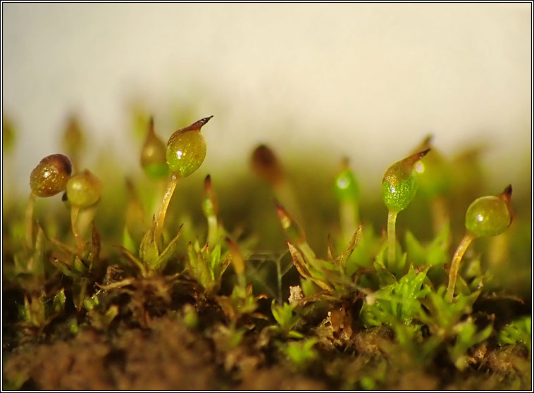 Microbryum rectum, Upright Pottia