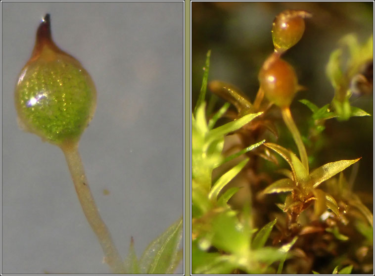 Microbryum rectum, Upright Pottia