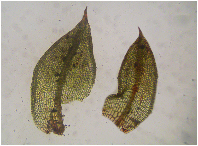 Microbryum rectum, Upright Pottia