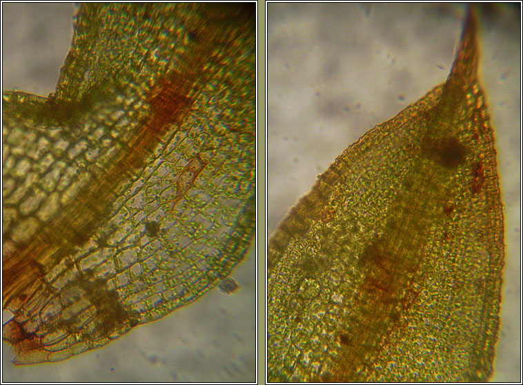 Microbryum rectum, Upright Pottia