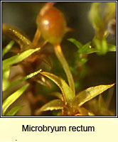 Microbryum rectum, Upright Pottia