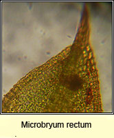 Microbryum rectum, Upright Pottia