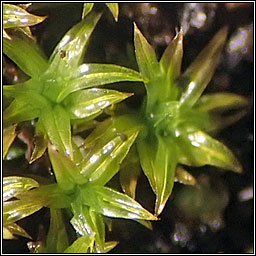 Barbula convoluta, Lesser Bird's-claw Beard-moss