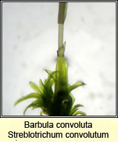 Barbula convoluta, Lesser Bird's-claw Beard-moss