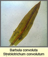 Barbula convoluta, Lesser Bird's-claw Beard-moss