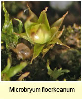 Microbryum floerkeanum