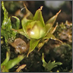 Microbryum floerkeanum