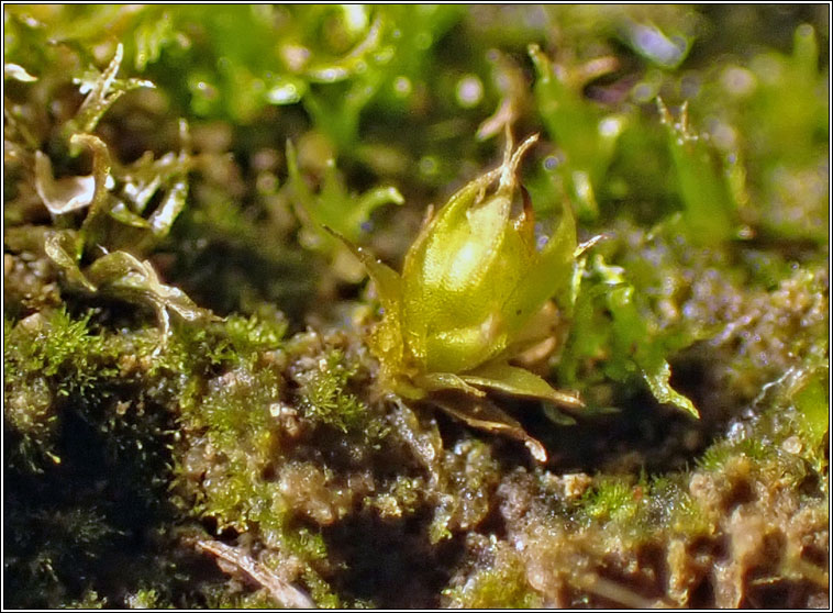 Microbryum floerkeanum