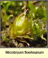 Microbryum floerkeanum