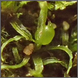 Ephemerum recurvifolium, Strap-leaved earth-moss