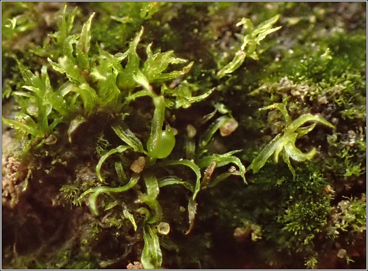 Ephemerum recurvifolium, Strap-leaved earth-moss