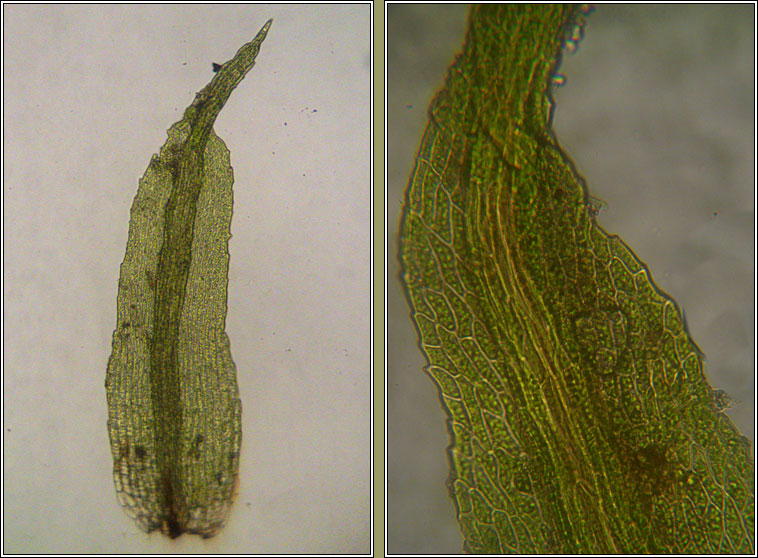 Ephemerum recurvifolium, Strap-leaved earth-moss