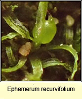 Ephemerum recurvifolium, Strap-leaved earth-moss