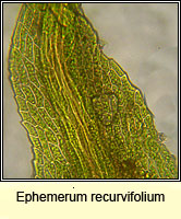 Ephemerum recurvifolium, Strap-leaved earth-moss