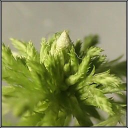 Sphagnum fimbriatum, Fringed Bog-moss