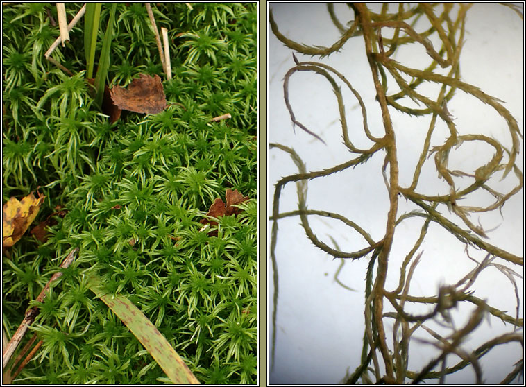 Sphagnum fimbriatum, Fringed Bog-moss