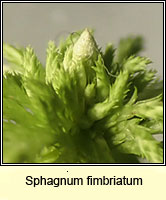 Sphagnum fimbriatum, Fringed Bog-moss