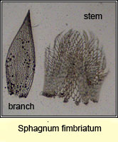 Sphagnum fimbriatum, Fringed Bog-moss