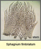 Sphagnum fimbriatum, Fringed Bog-moss