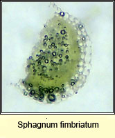 Sphagnum fimbriatum, Fringed Bog-moss