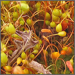 Funaria hygrometrica, Bonfire Moss