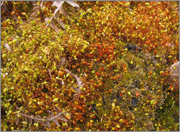 Funaria hygrometrica, Bonfire Moss