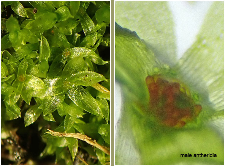 Funaria hygrometrica, Bonfire Moss