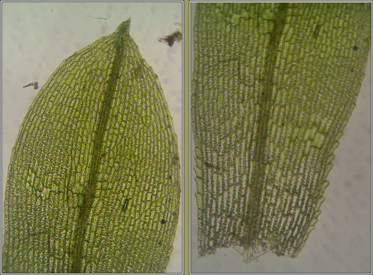 Funaria hygrometrica, Bonfire Moss