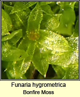 Funaria hygrometrica, Bonfire Moss