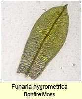 Funaria hygrometrica, Bonfire Moss