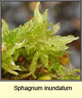 Sphagnum inundatum, Lesser Cow-horn Bog-moss