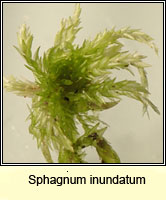 Sphagnum inundatum, Lesser Cow-horn Bog-moss