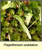 Plagiothecium undulatum, Waved Silk-moss