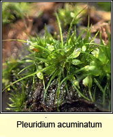 Pleuridium acuminatum, Taper-leaved Earth-moss