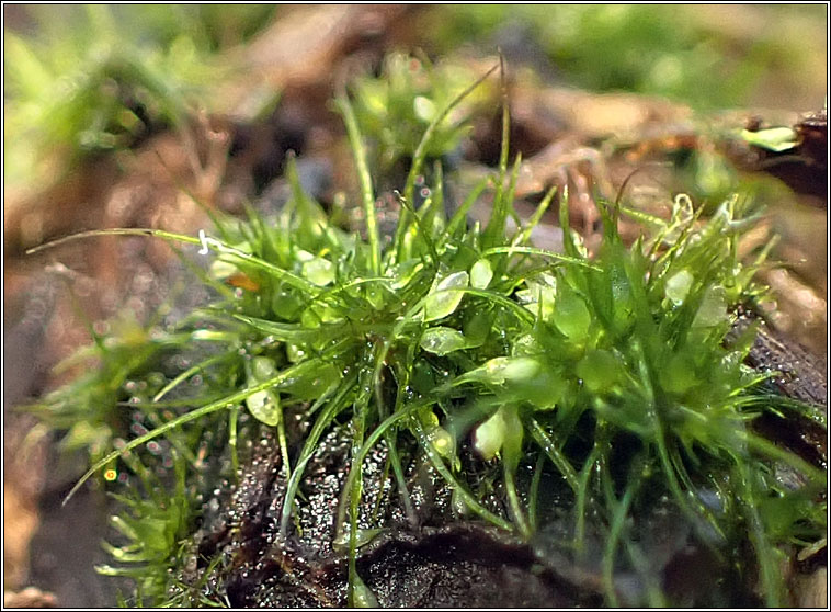 Pleuridium acuminatum, Taper-leaved Earth-moss