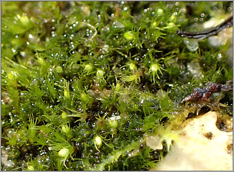 Pleuridium acuminatum, Taper-leaved Earth-moss