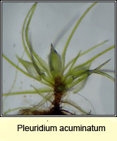 Pleuridium acuminatum, Taper-leaved Earth-moss