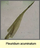 Pleuridium acuminatum, Taper-leaved Earth-moss