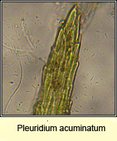 Pleuridium acuminatum, Taper-leaved Earth-moss