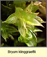 Bryum klinggraeffii, Raspberry Bryum