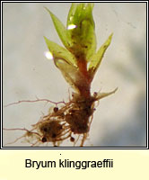 Bryum klinggraeffii, Raspberry Bryum