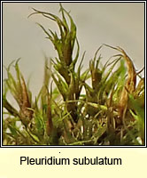 Pleuridium subulatum, Awl-leaved Earth-moss