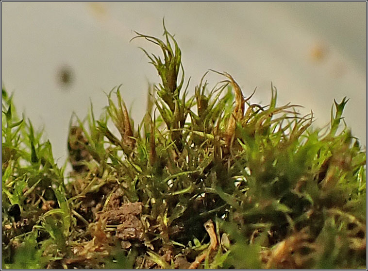 Pleuridium subulatum, Awl-leaved Earth-moss