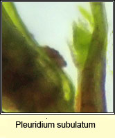 Pleuridium subulatum, Awl-leaved Earth-moss