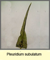 Pleuridium subulatum, Awl-leaved Earth-moss