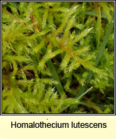 Homalothecium lutescens, Yellow Feather-moss