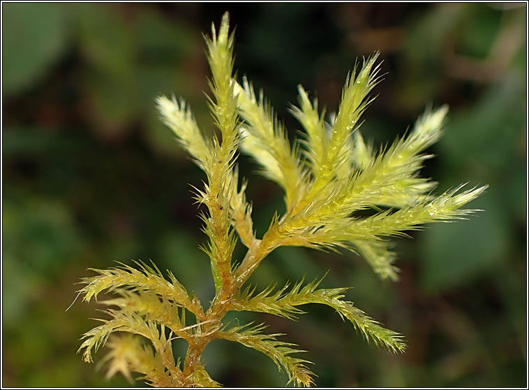 Homalothecium lutescens, Yellow Feather-moss