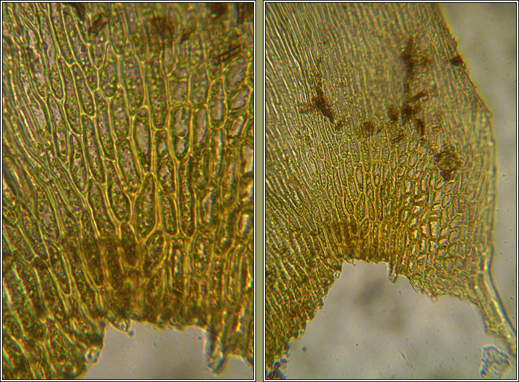 Homalothecium lutescens, Yellow Feather-moss